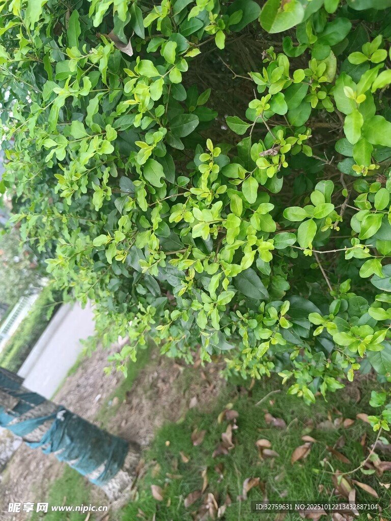 绿叶繁茂的自然景致
