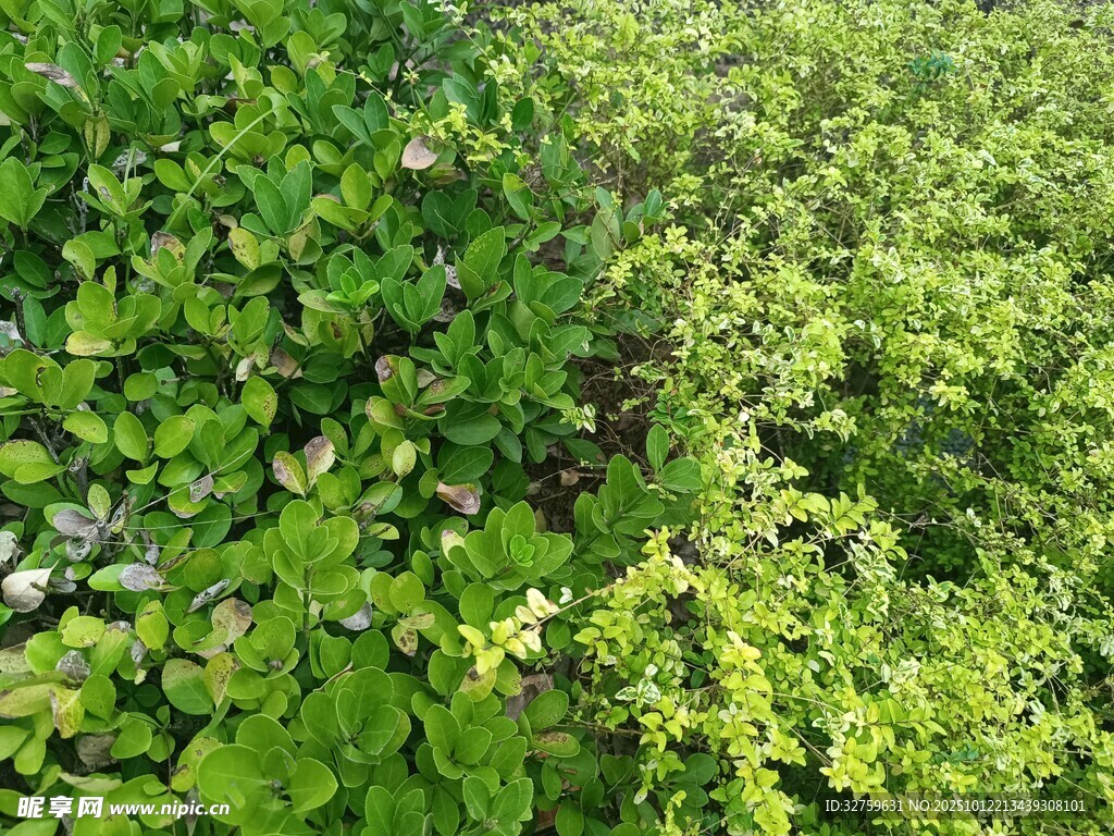 翠绿繁茂的植物景观