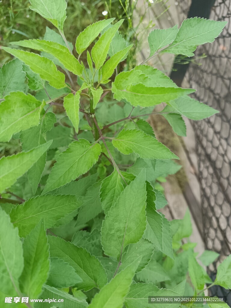 绿叶植物特写