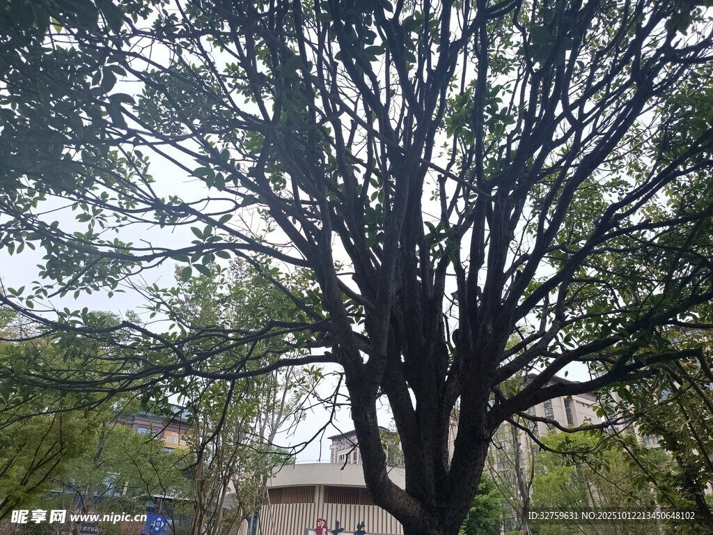 高大繁茂的街边树木