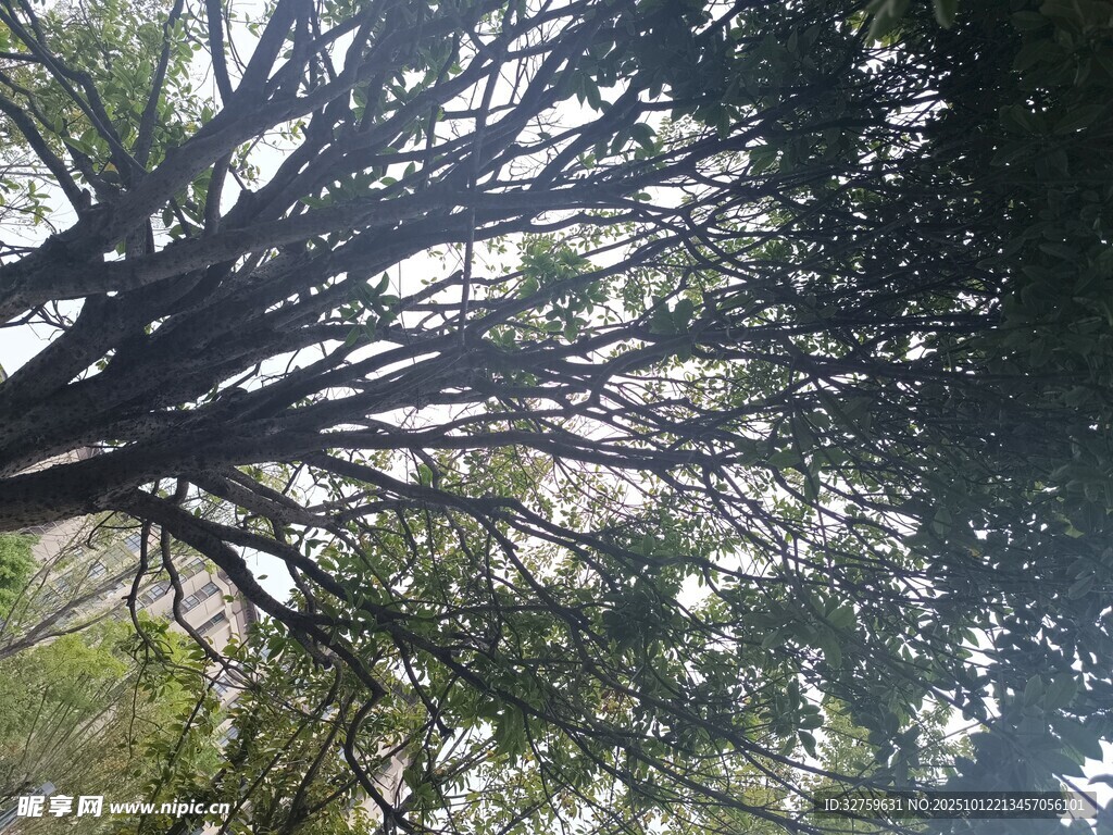 仰视繁茂大树树冠景象