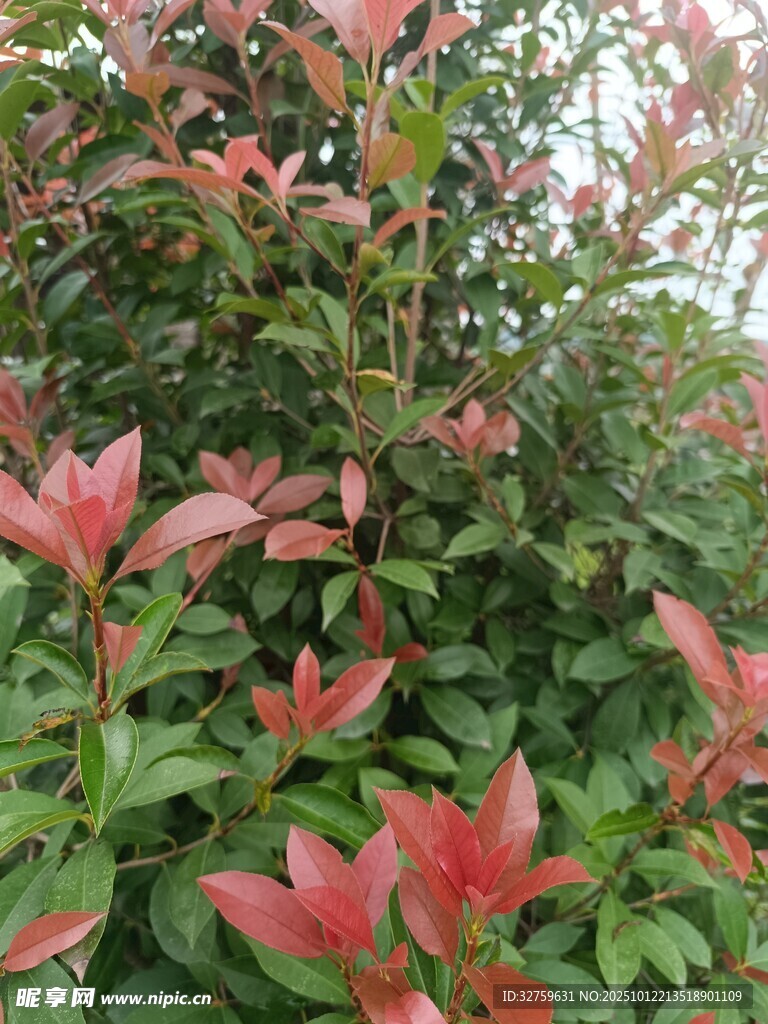 鲜艳红叶灌木景观