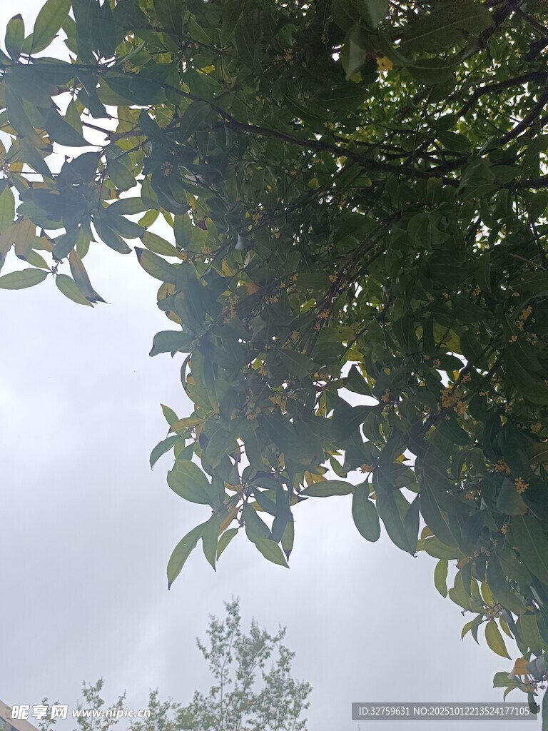 仰视视角下的繁茂树叶
