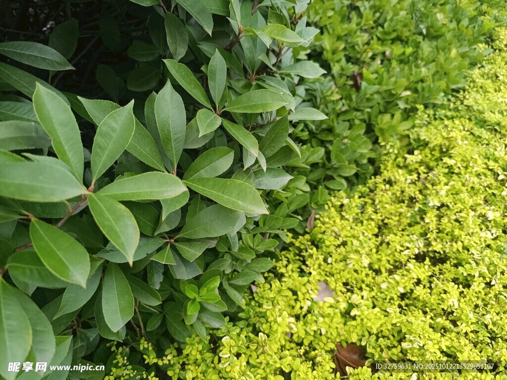翠绿植物景观