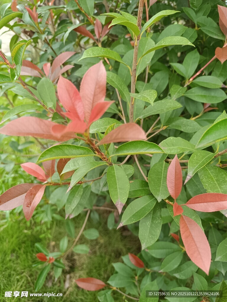 红粉叶片的翠绿植物