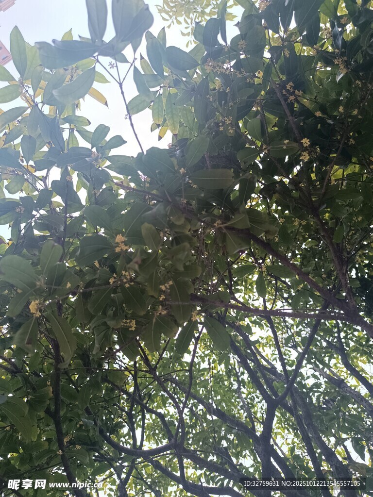 阳光透过枝叶的自然景致