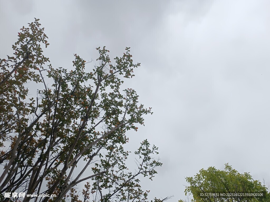 阴天中的树木景观