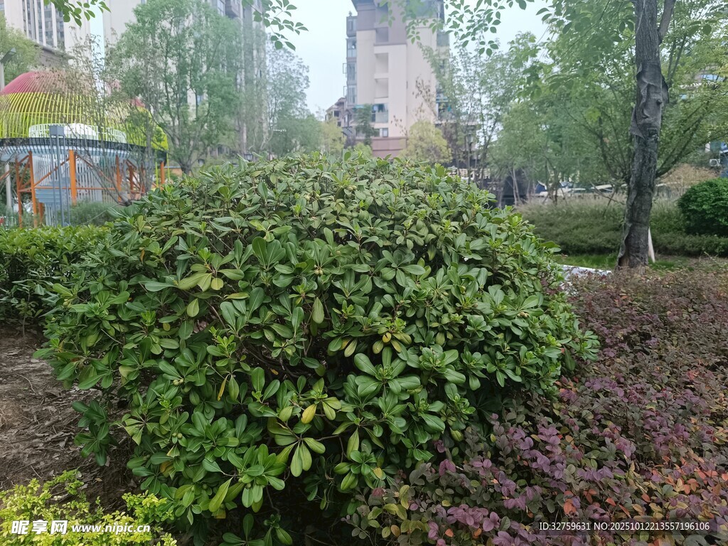 雾中园林绿植景观