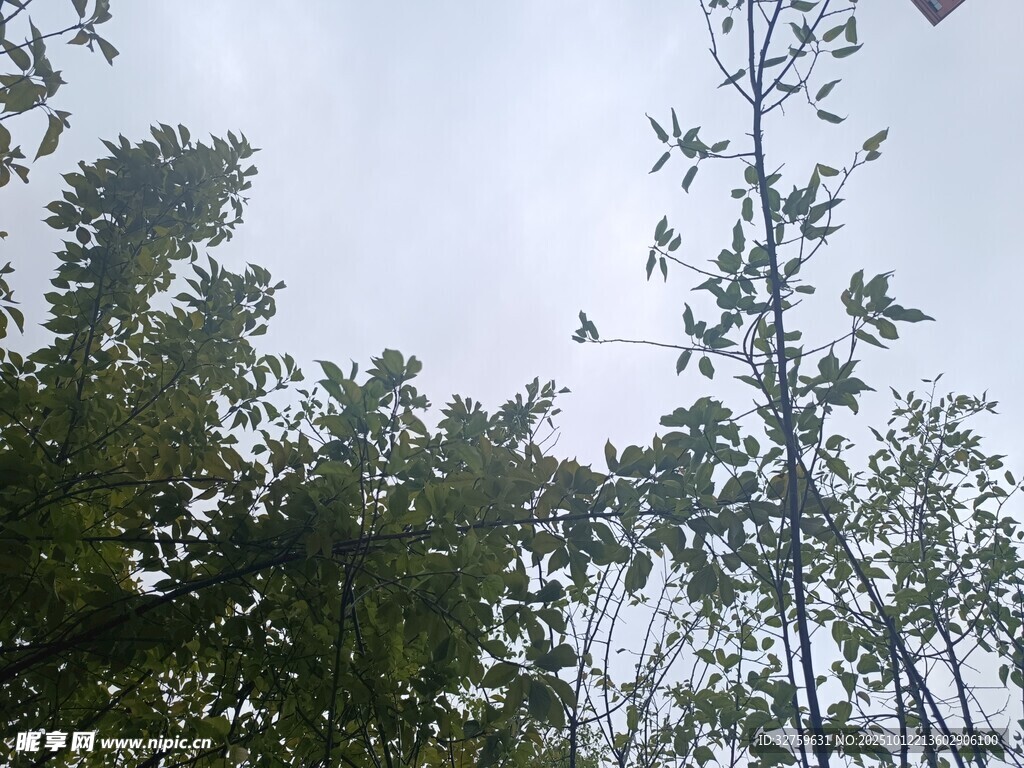 仰视茂密树林