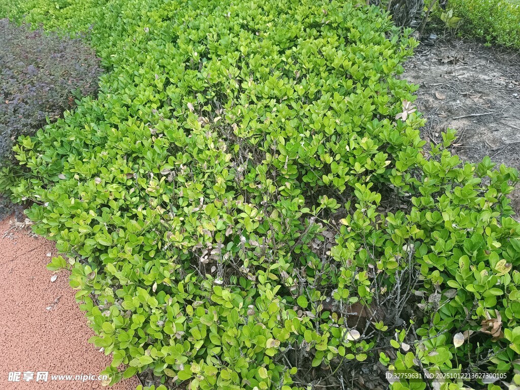 路边翠绿繁茂的水生植物