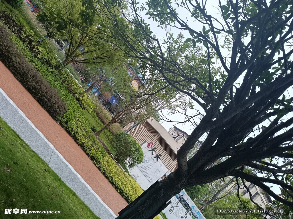 校园中葱郁树木与建筑景观