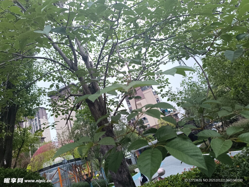 庭院繁茂大树与绿植景致