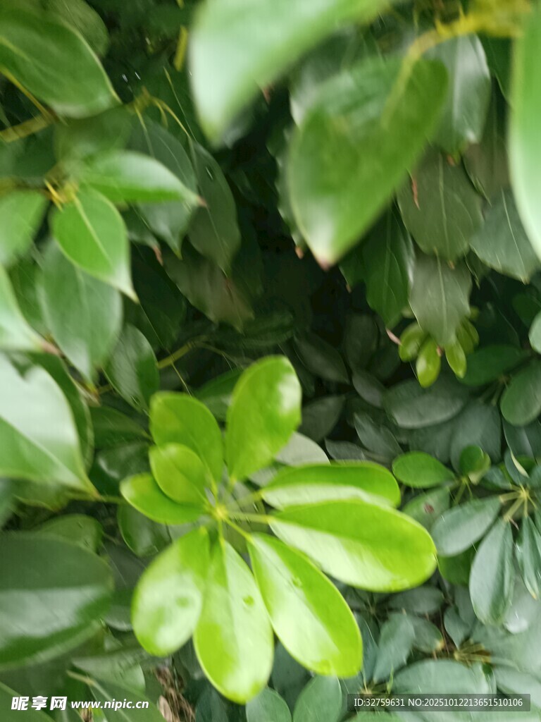 翠绿繁茂的叶片特写