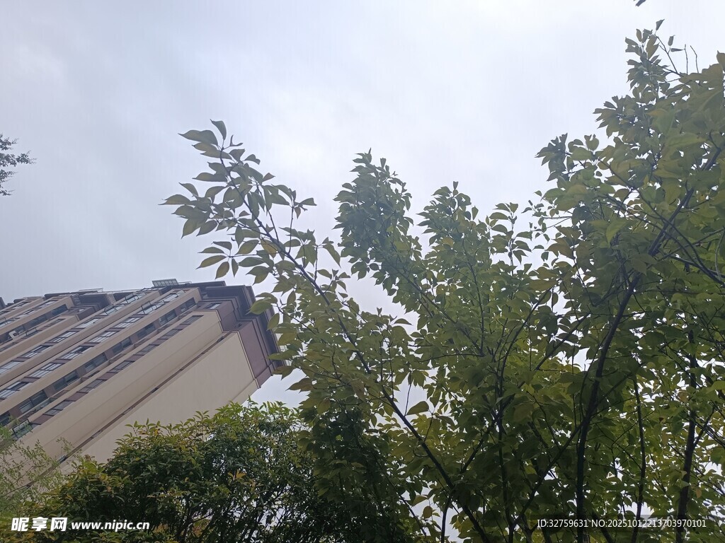 屋顶旁的繁茂绿树