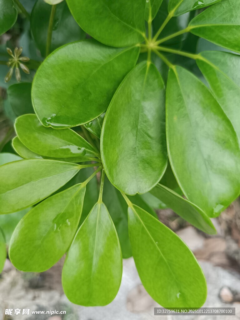 翠绿鹅掌柴叶片特写