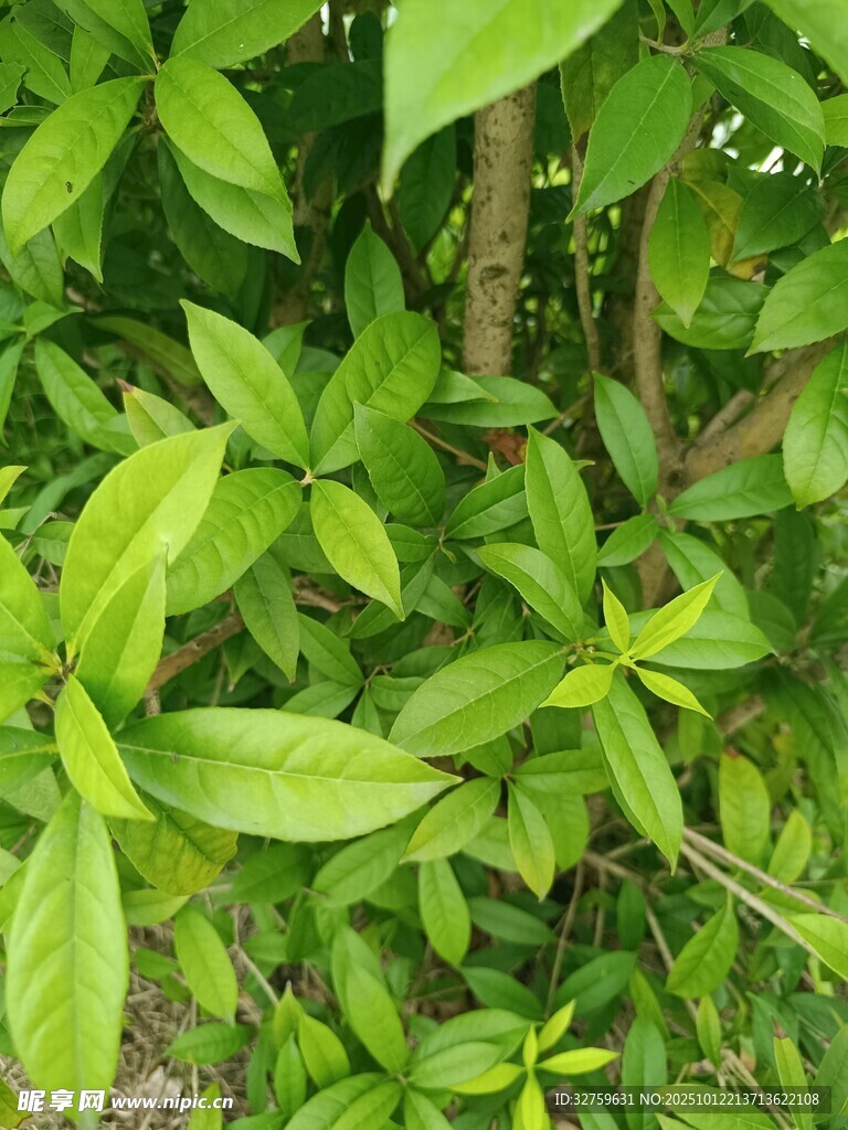 翠绿繁茂的植物枝叶