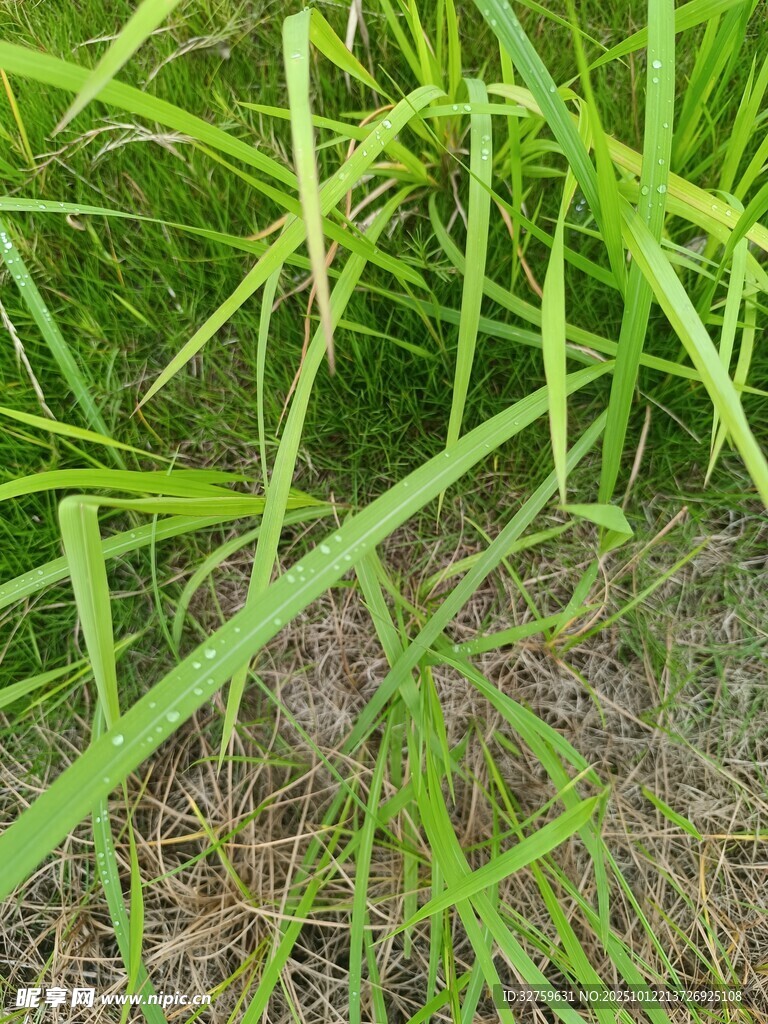 翠绿草丛特写