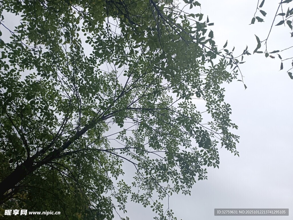 雨中枝叶