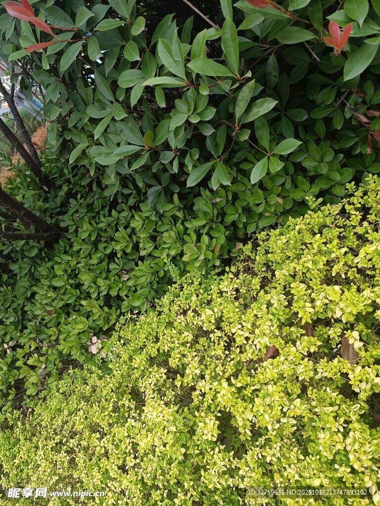 翠绿繁茂的多彩植物景观