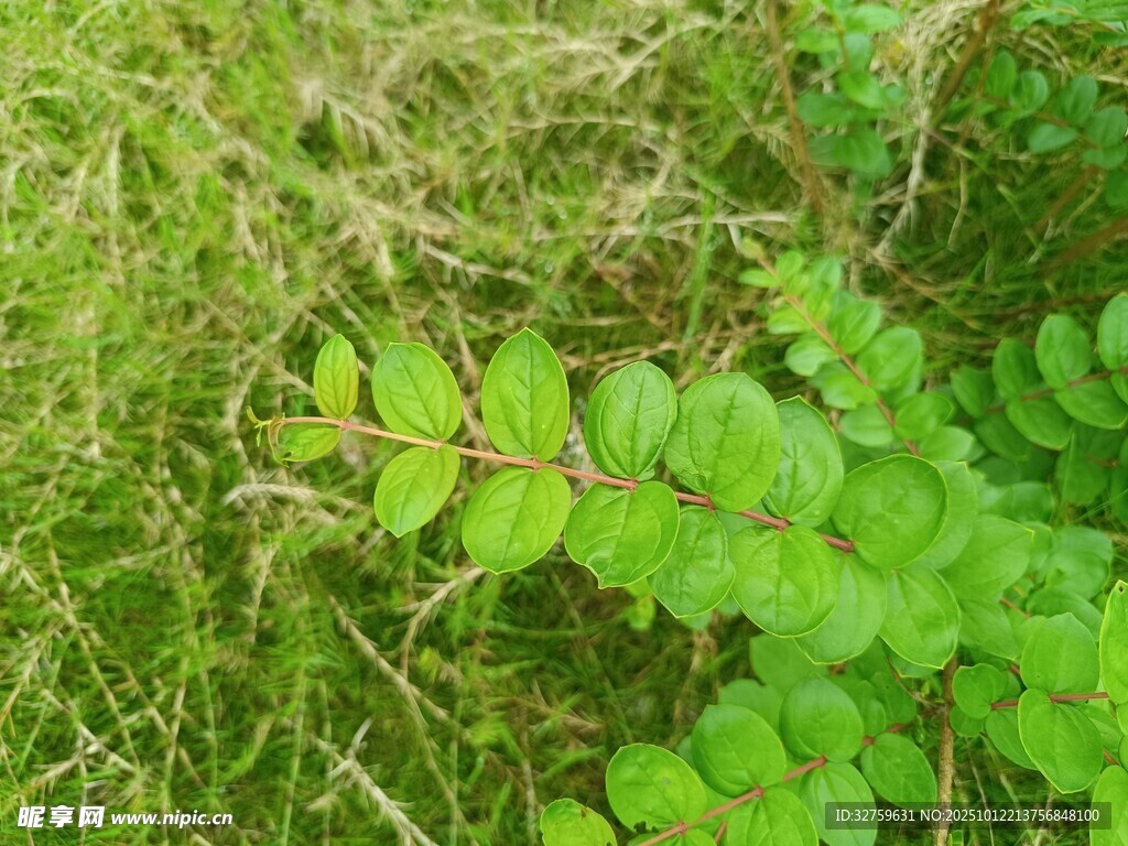嫩绿枝叶于草丛中挺立