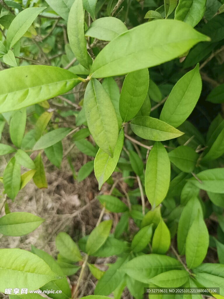 嫩绿叶片植物特写