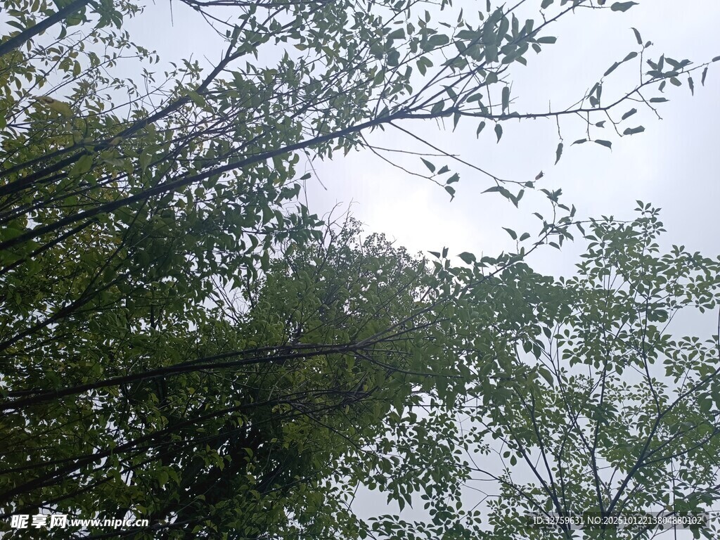 仰视葱郁树枝与天空