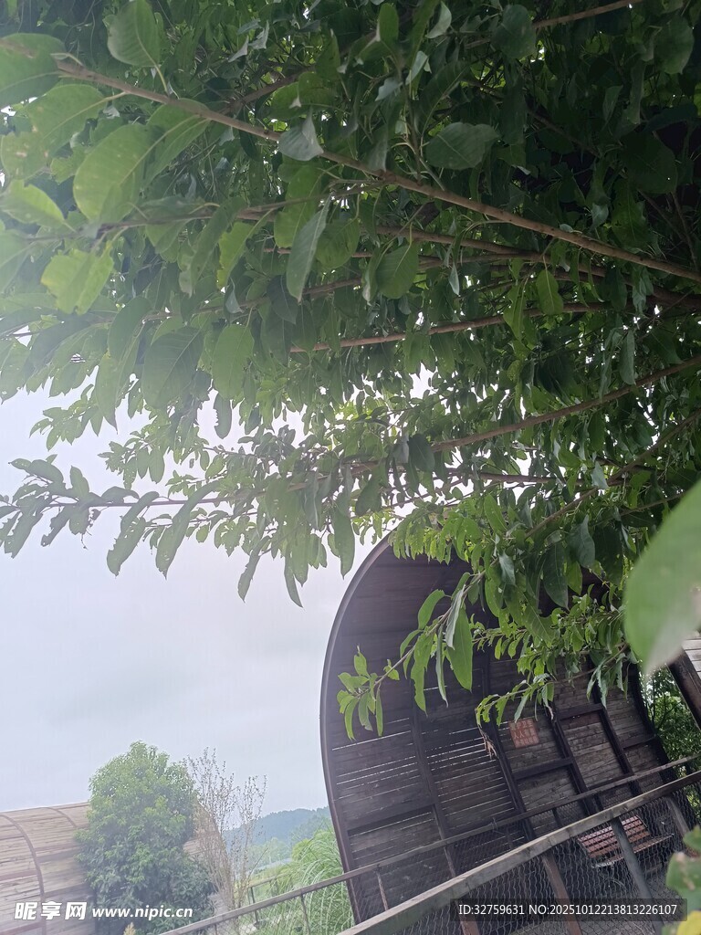 绿荫下的户外景色