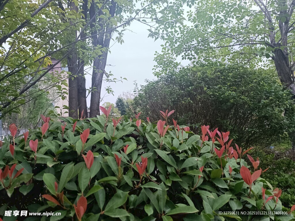 绿叶红花的繁茂植物景观