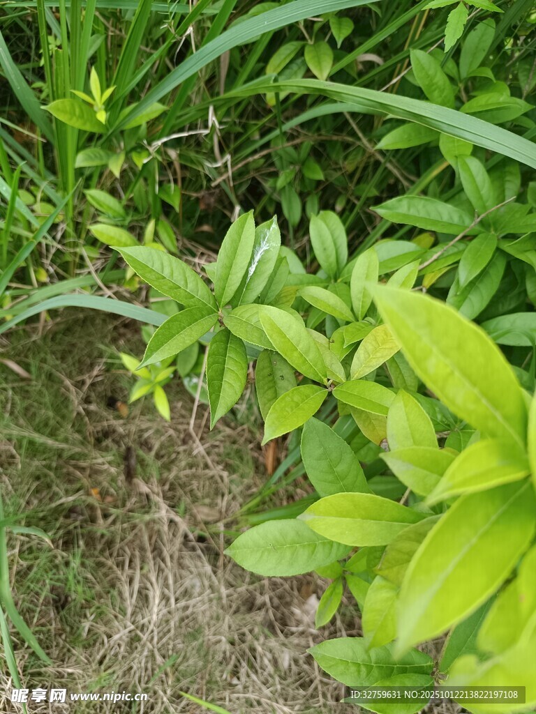 绿叶丛生的自然景象