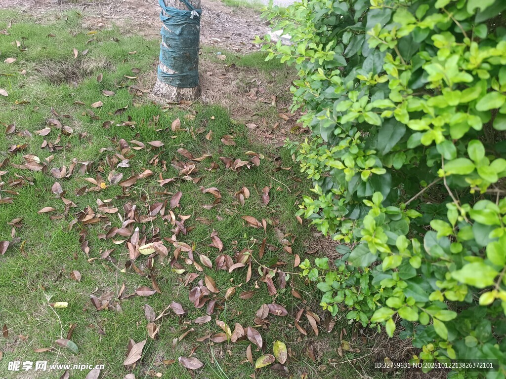草地旁的树木与绿植景观
