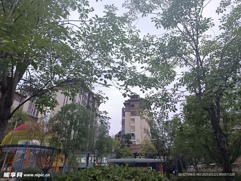 城市中的静谧绿树景观