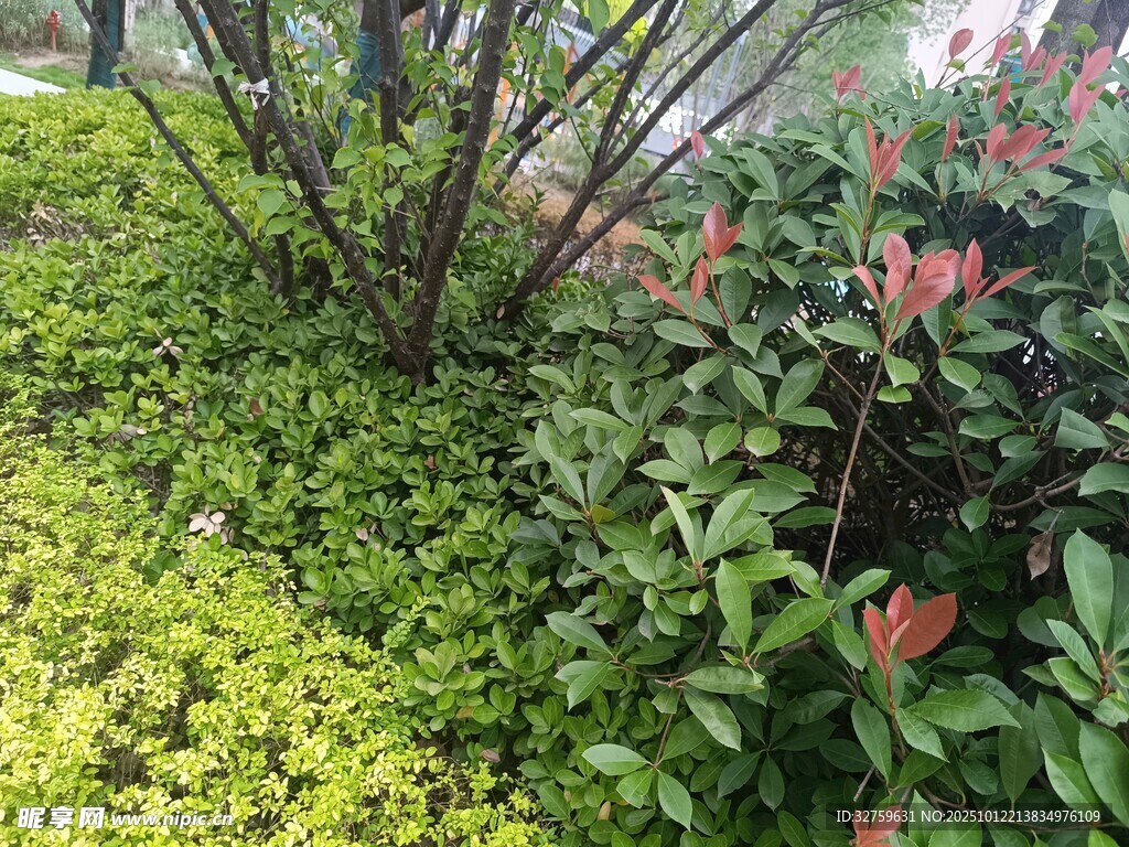 多彩绿植景观