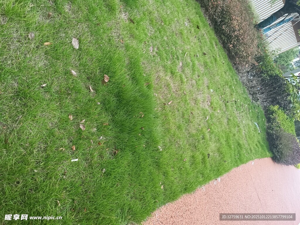 路边翠绿草坪