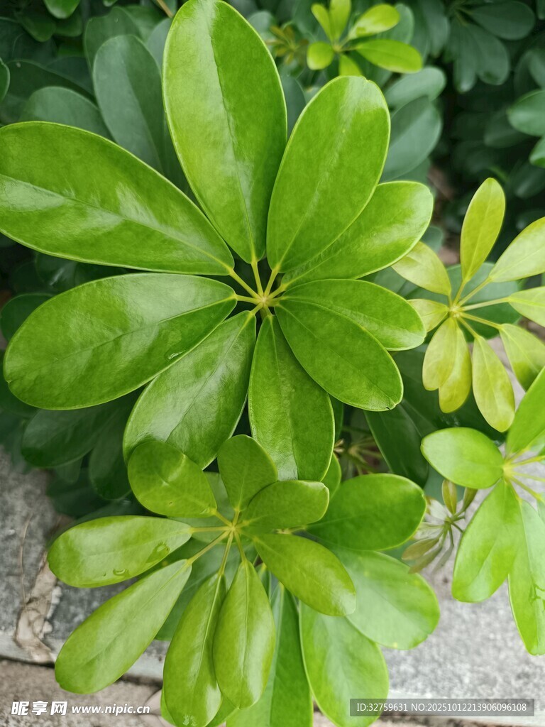翠绿繁茂的观赏绿植