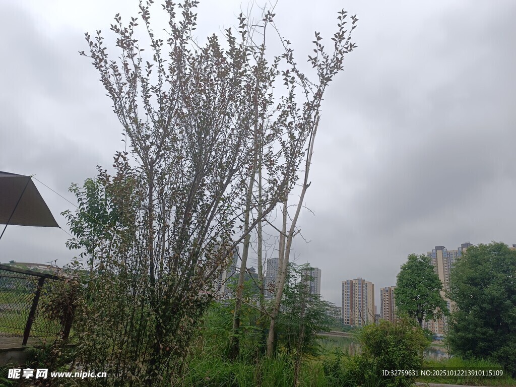 阴天里的户外绿植景观