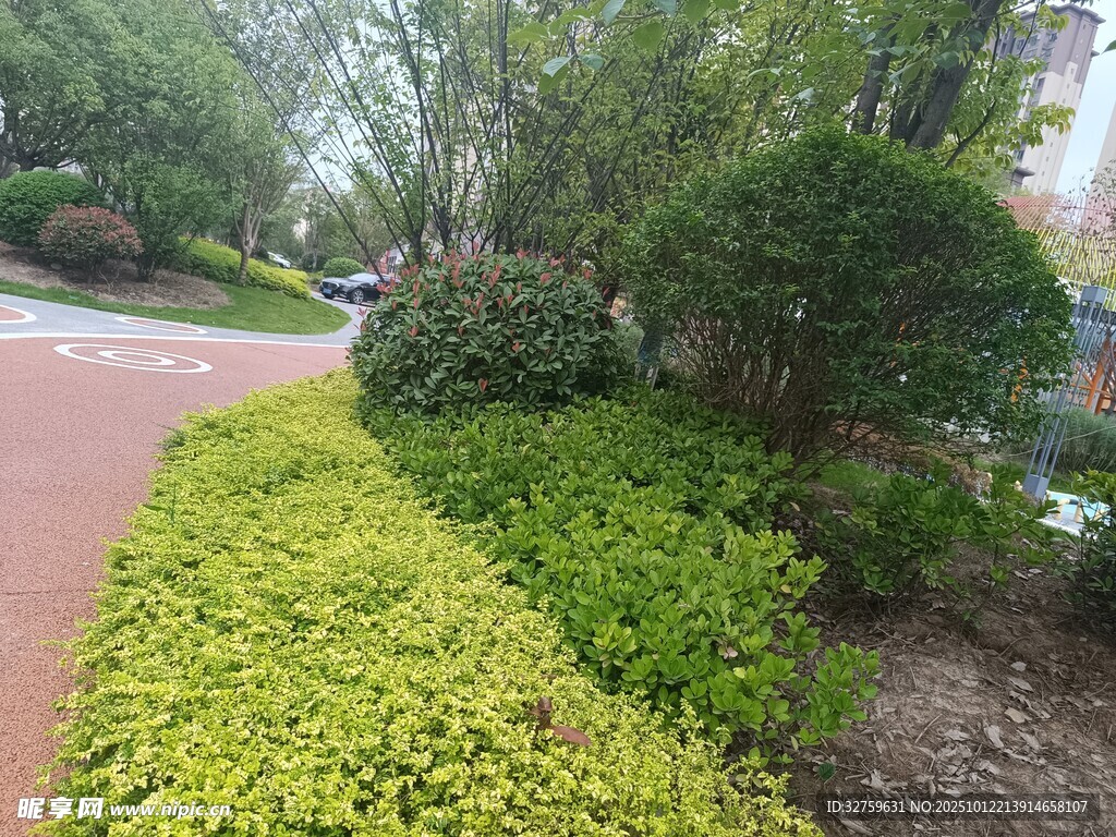 路边绿意盎然的多彩灌木丛