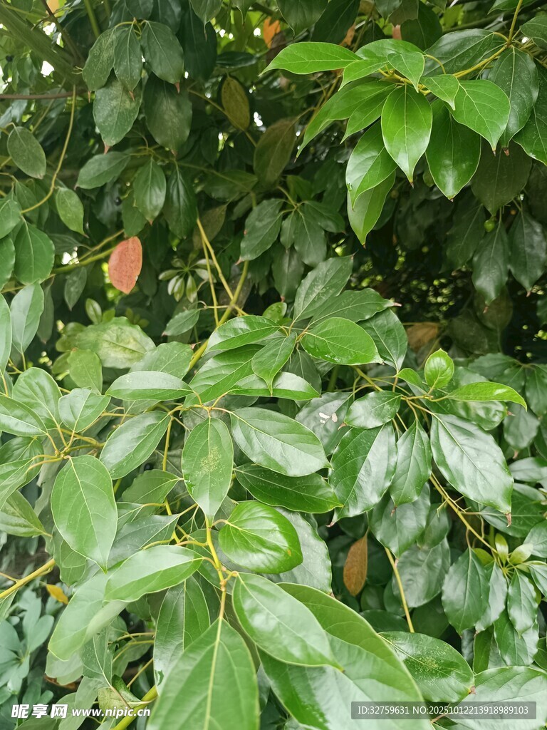 翠绿繁茂的树叶特写