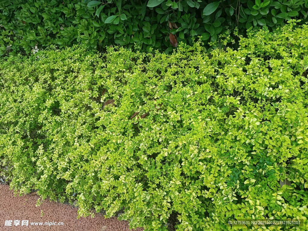 翠绿繁茂的灌木丛