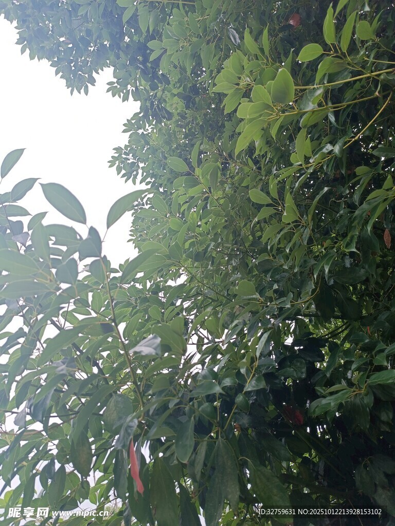 茂密绿荫下的清新自然景象