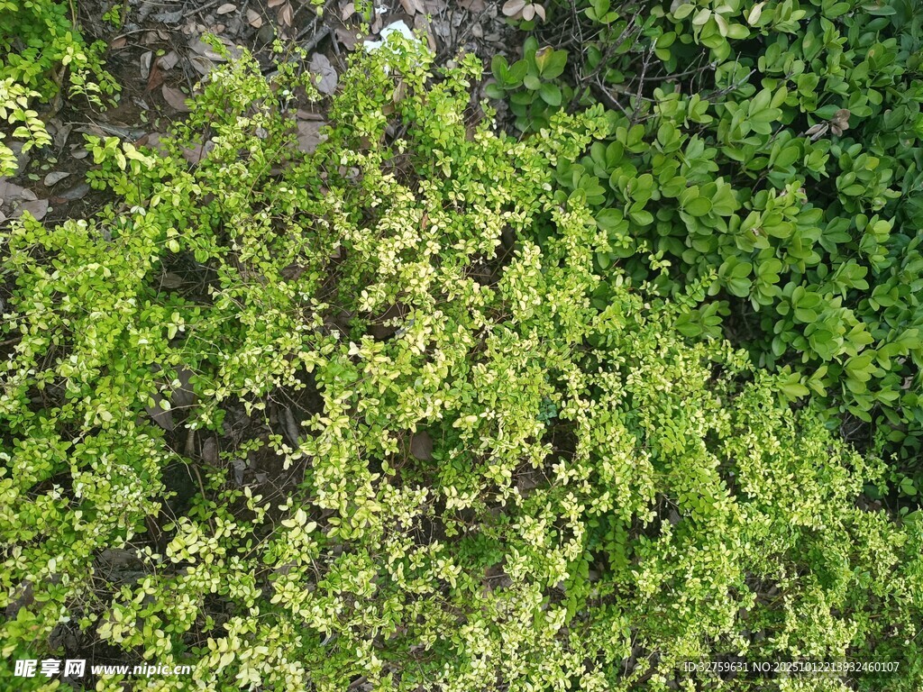 翠绿繁茂的地面绿植景观