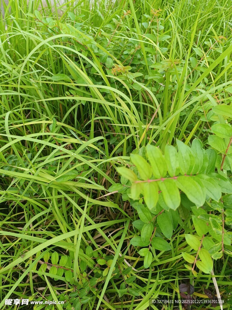 翠绿草丛中的生机景象