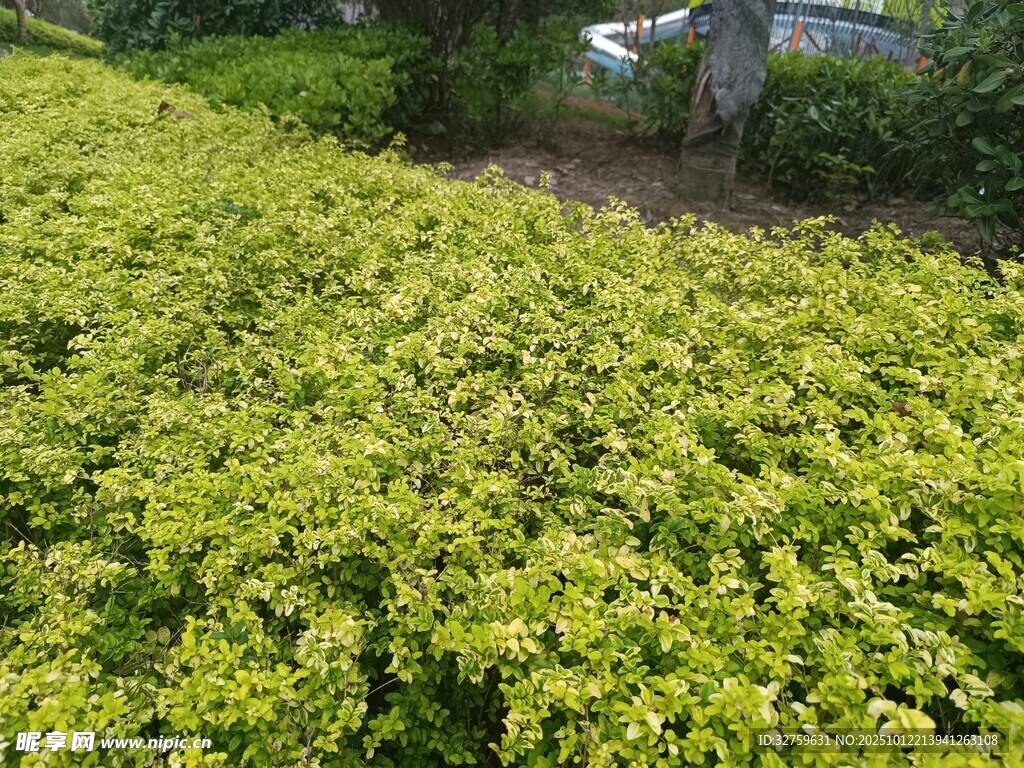 金黄灿烂的绿植景观