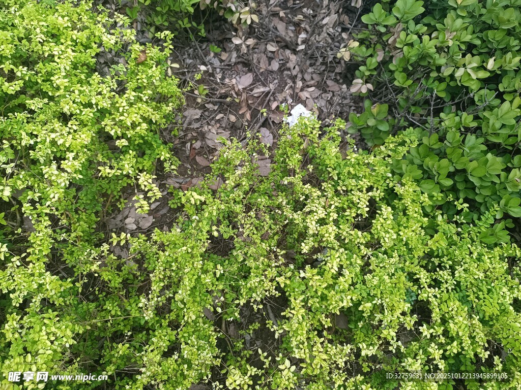 地面绿植覆盖景象