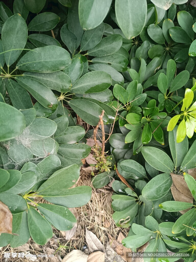 绿叶丛生的自然植物景观