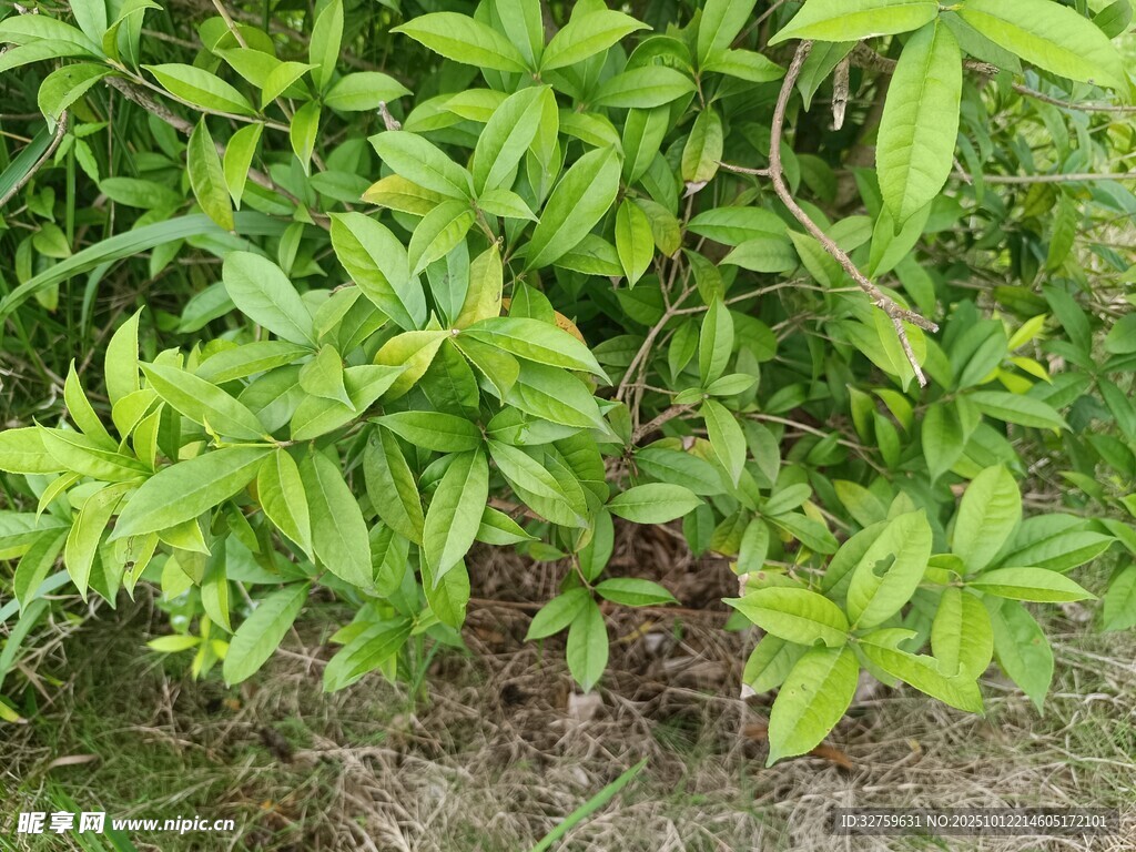 翠绿茂盛的植物丛