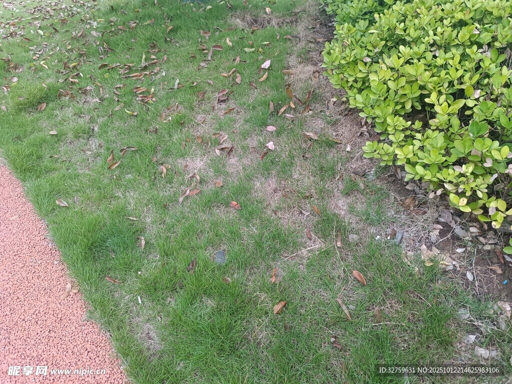 路边草地与绿植景观