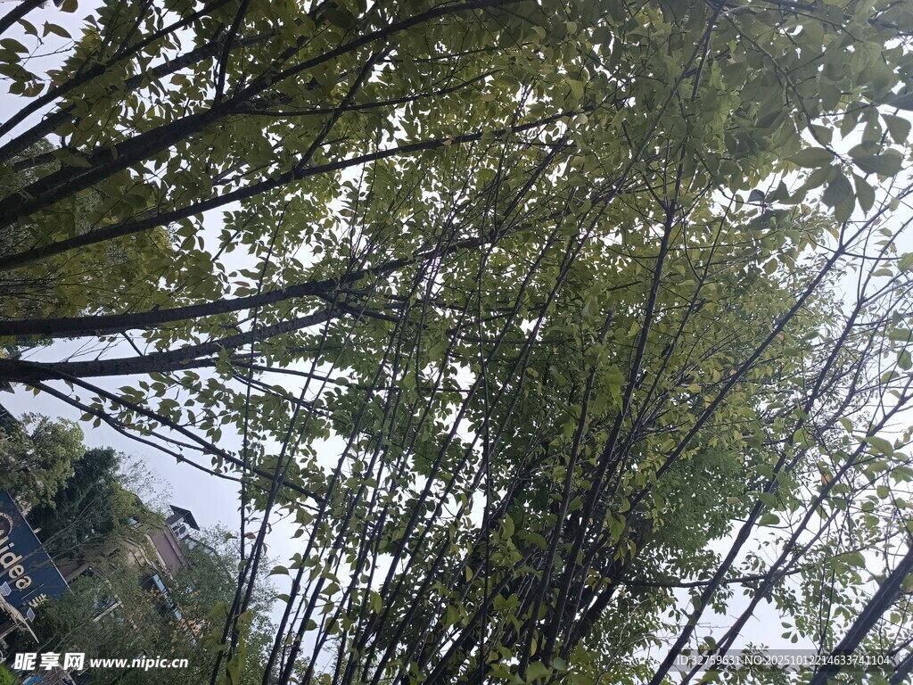 仰视茂密竹林景观