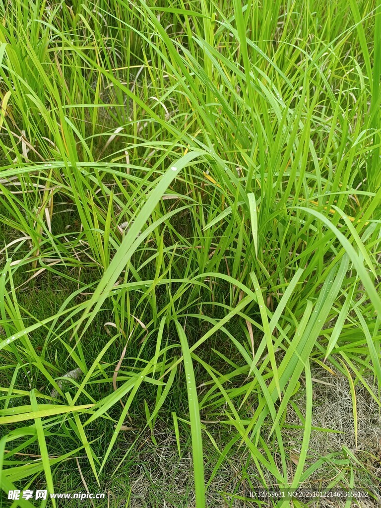 翠绿茂盛的青青草地