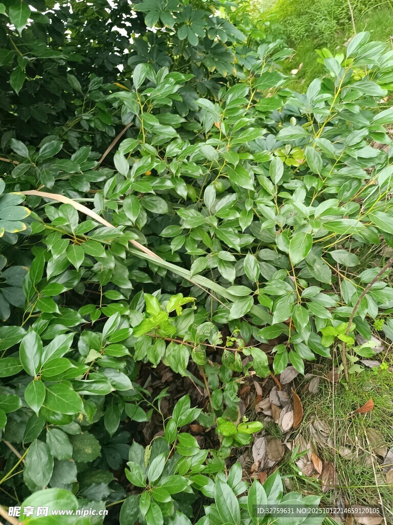 繁茂绿植藤蔓覆盖景象
