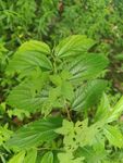 翠绿繁茂的野生植物